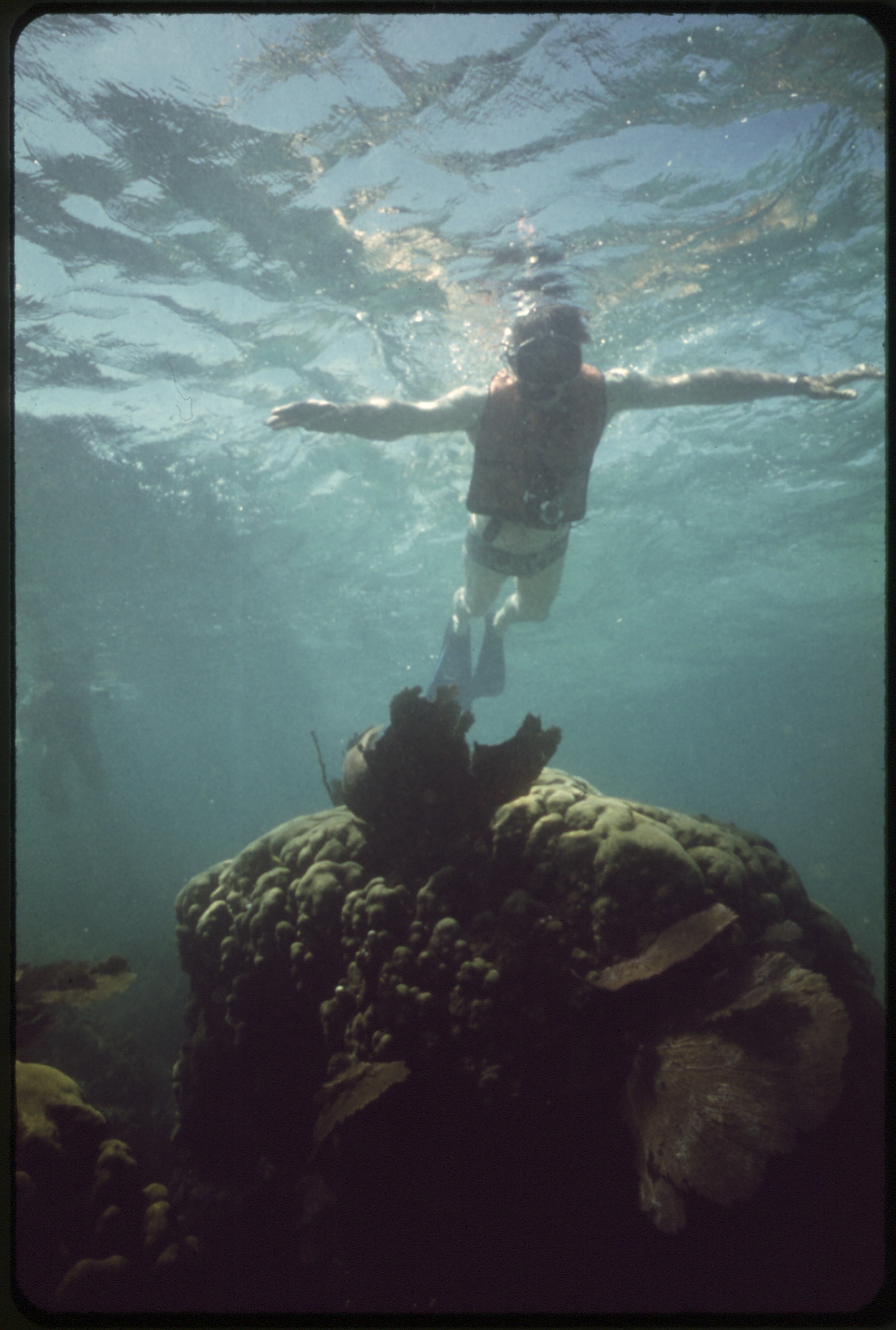 Snorkeler over coral reef in the Florida Keys